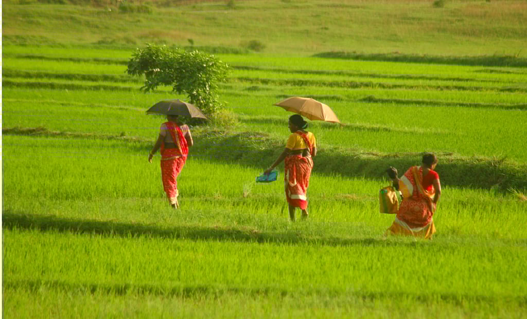 Monsoon plays truant in food bowl of India; rainfall deficit increases