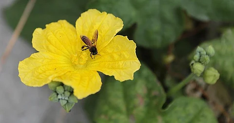 Pesticides, even in the doses currently considered non-lethal for bees, are enough to “dumb” the pollinators down. Credit: Vikas Choudhary
