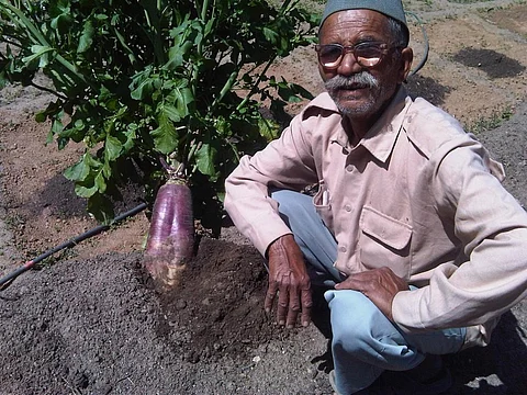 A new radish variety developed by Dayanand Joshi in the central Himalayas. Credit: Reetu Sogani