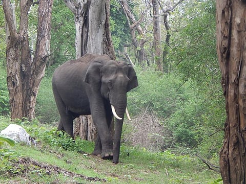 A tusker in the Mudumalai Wildlife Sanctuary     Credit: Wikimedia Commons