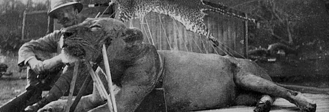 One of the man eating lions of Tsavo killed by John Henry Patterson in Africa    Credit: Wikimedia Commons