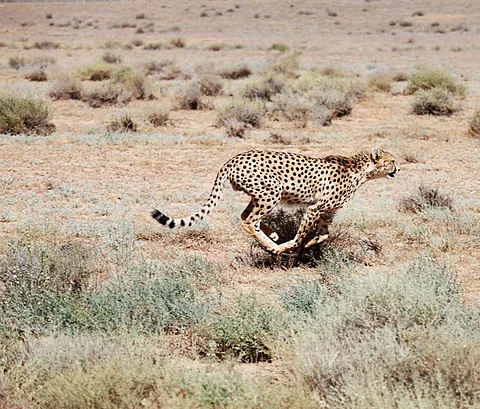 A sprinting Asiatic Cheetah in Iran. Credit: Getty Images