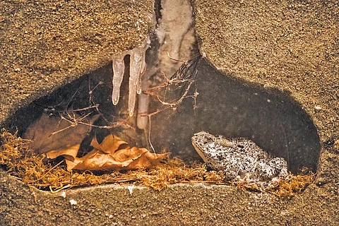 A hibernating frozen frog in its winter habitat