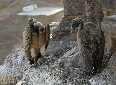 Vultures in the nest, Orchha, MP. Credit: Wikimedia Commons