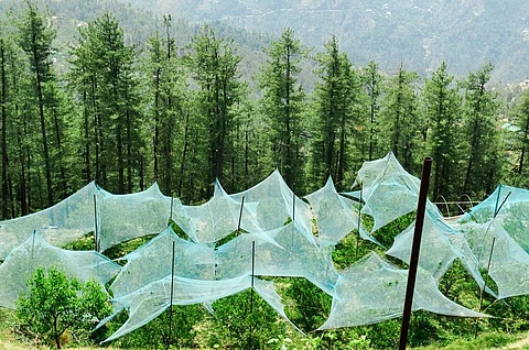 Green protective tents of apple orchards on Shimla's hilly slope. Photo: Getty Images