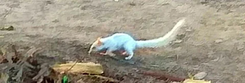 The leucistic squirrel photographed by Ramesh Singh Yadav