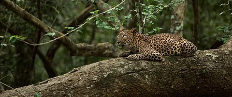 A leopardess. Photo: Wikimedia Commons