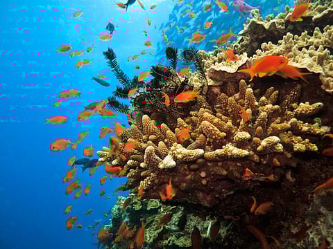 ‘Revolutionary change’ needed to stop unprecedented global extinction crisis