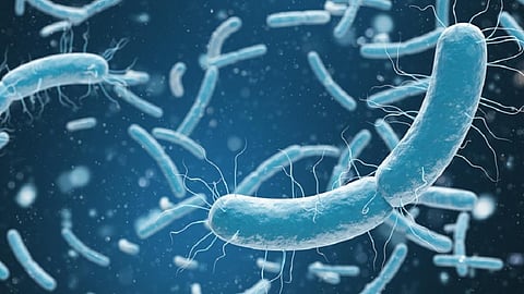 New organism with lab-made genes developed