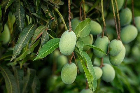 Threat for Bhagalpur's mango growers: Red banded mango caterpillar