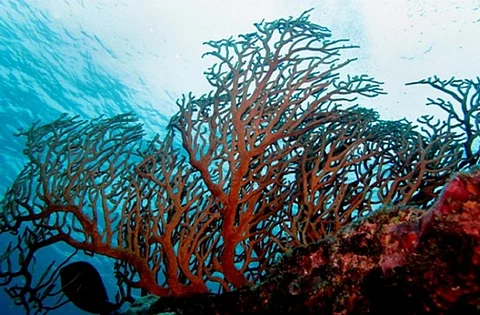 Engage local communities to protect marine life: Study 