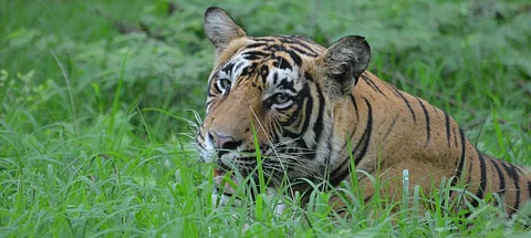 Spotting tigers in the wild is a difficult task. Photo: Author provided