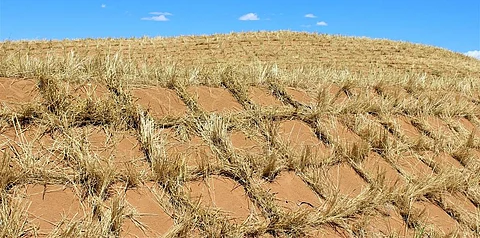 Community workers in China fixing one square metre straw checkerboard on the desert sand to curb desertification. Photo: Alok Gupta