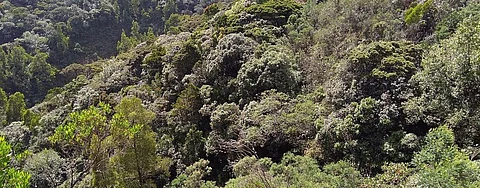 The Shola vegetation are tropical montane forests found in the Western Ghats separated by rolling grasslands in high altitudes. Photo: Wikimedia Commons
