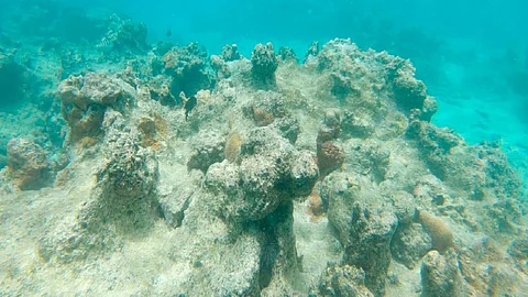 Rising sea temperatures pose a threat to coral reefs: Study