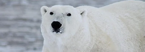 Global Eco Watch: Major ecological happenings of the week (January 20 – 26, 2020)