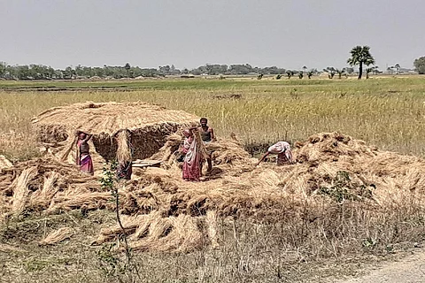 धान की फसल तैयार करते किसान। फोटो: पुष्यमित्र
