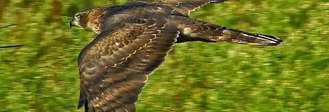 Report at migratory species CoP flags rapid decline in India’s raptor population