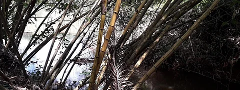 The Illimala 'thodu' originating from the Pamba river at Moozhikkal. Photo: Alex George
