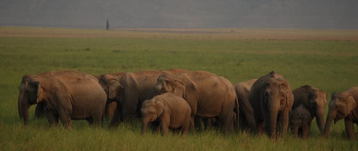 Despite ready list, Jharkhand to identify elephant corridors