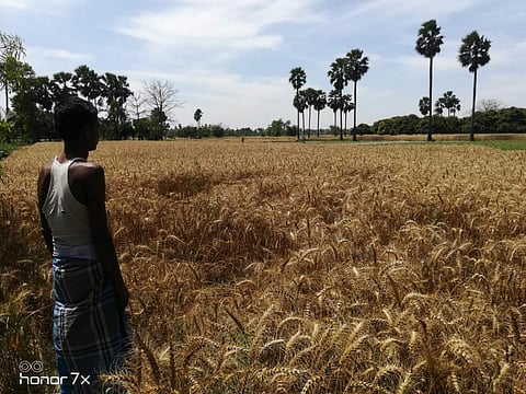 गेहूं पक गया है, बालियां झड़ रही हैं, लेकिन फसल काट नहीं पा रहे हैं। फोटो :  उमेश कुमार राय