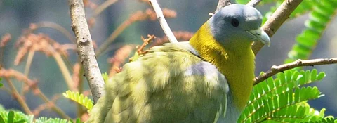 A yellow-footed green pigeon, known as Hariyal in local language, spotted during lockdown Photo: Kalyan Rudra