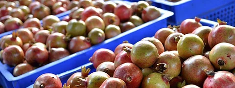 COVID-19 lockdown: Himachal fruit growers battle input shortages