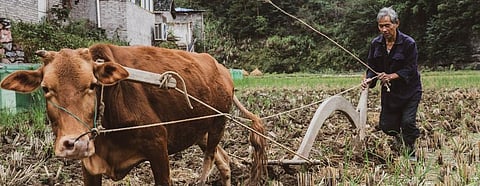 COVID-19: Experts raise concerns over China's measures to prevent illegal wildlife trade 