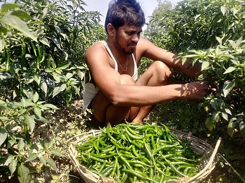 खेत में मिर्च तोड़ रहे यूपी के बाराबंकी जिले के किसान गौरव मौर्या। फोटो: रणविजय सिंह 