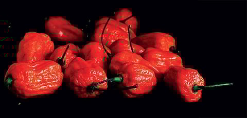 लाल मिर्च का राजा: ऐसे बनाएं स्वादिष्ट अचार