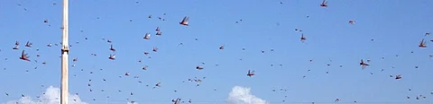 Locust fears haunt Bihar’s farmers, experts downplay potential threat
