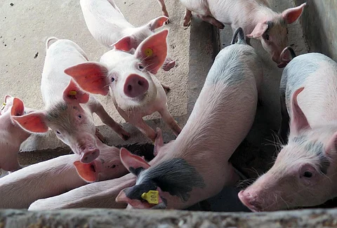 ‘African swine fever may have come to Arunachal Pradesh, Assam from Tibet’  