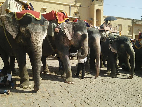 World Elephant Day: The trials of India’s national heritage animal