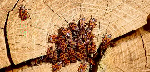 The next invasion of insect pests will be discovered via social media
