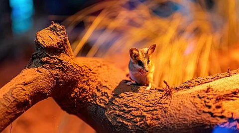 Torpor: a neat survival trick once thought rare in Australian animals is actually widespread