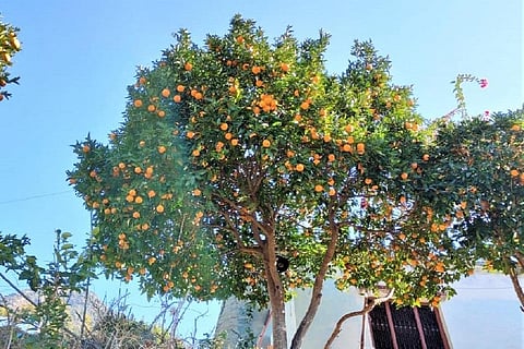 उत्तराखंड के चमोली जिले में पेड़ों में लगा माल्टा। फोटो: वर्षा सिंह