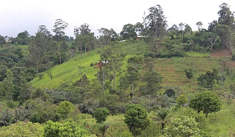 World wildlife day: Cameroon's rich biodiversity face innumerable threats 