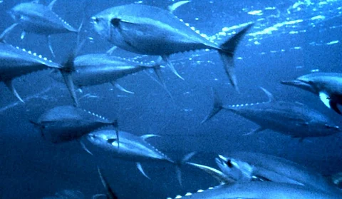 Yellowfin tuna. Photo: OAR/National Undersea Research Program (NURP) via Wikipedia
