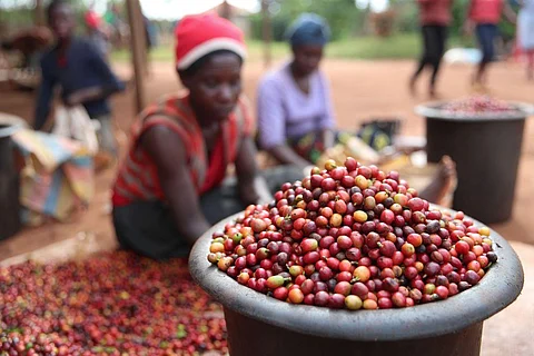 What the budget holds for the agriculture sector in Kenya