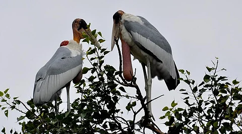  Tag Garuda: Bihar plans GPS trackers for endangered Greater Adjutant Storks 