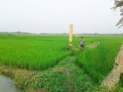 Arsenic now in wheat, potato — and more than that in drinking water — in rural Bihar