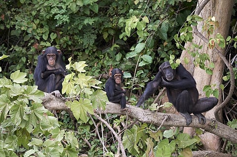 West Africa's chimpanzee population impacted by road construction: Study