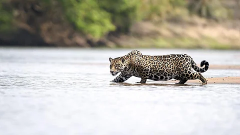 A jaguar stalks its prey in the Brazilian portion of the Pantanal, the world's largest wetland. Photo: istock