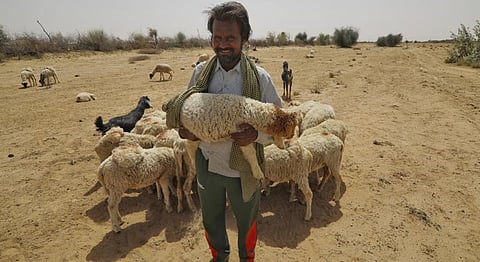 A shephard in Bikaner. Photo: Vikas Choudhary