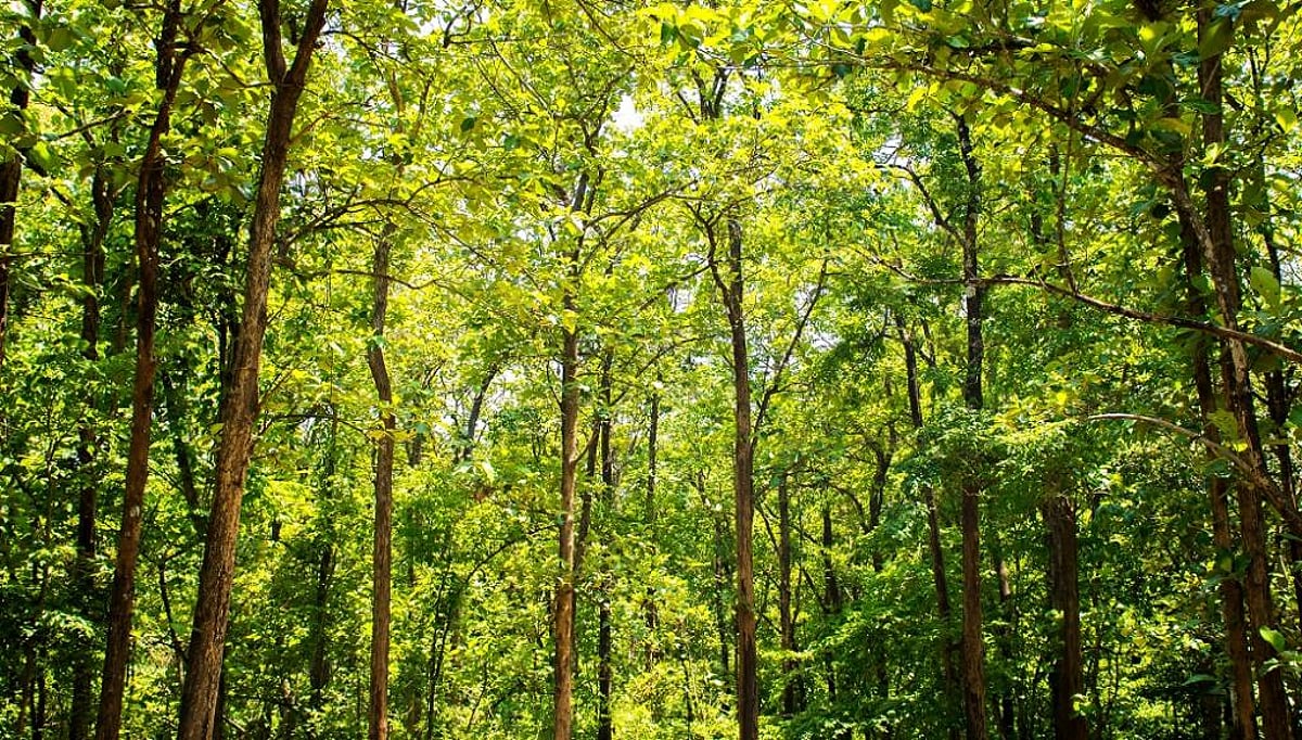 LOSING FORESTS, LEAF BY LEAF, TREE AFTER TREE: Madhya Pradesh’s Forests Take a Hit While India Turns Greener
