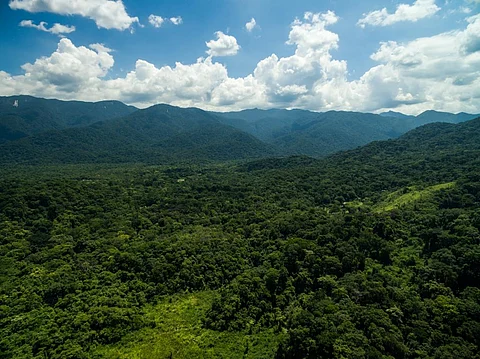 India’s forest cover increased during 2019-2021. Is it really as good as it sounds?