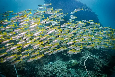 Climate change will force transboundary fish stocks to move from habitats, migration paths: Report