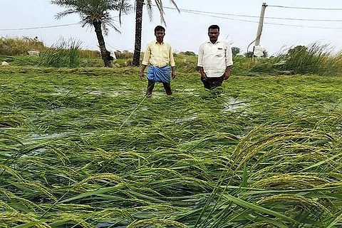 We have brought new farming practices like intercropping to Malavalli taluk. But when it comes to help from insurance companies and the local agriculture department, it is very difficult to get relief - 
Venkatesh and Dharmappa from Malavalli taluk in Mandya district, Karnataka (Photograph courtesy: Mandya Agriculture department)
