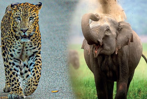 This World Wildlife Day let’s take a look at wildlife crimes in India