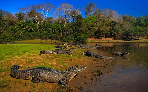 Caiman basking on the bank of a river in the Pantanal. Photo: iStock